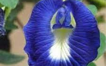 କର୍କଟକୁ ଦୂ‌ରେଇ ଦିଏ, ଇନସୁଲିନ୍ ସନ୍ତୁଳନ ବଜାୟ ରଖେ ଅପରାଜିତା