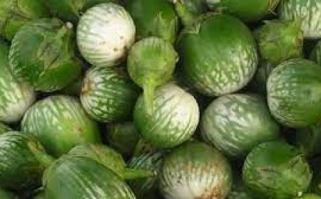 ଓଡ଼ିଶା ପାଇଁ ଗର୍ବ ଆଣିଲା କଣ୍ଟେଇମୁଣ୍ଡି ବାଇଗଣ