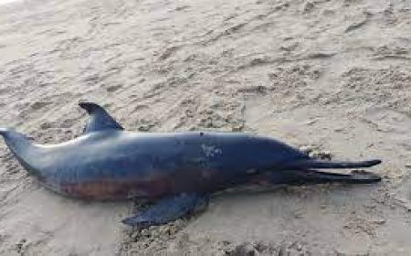 ବିରଳ ମୃତ ଡଲଫିନ ଉଦ୍ଧାର