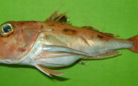 ବଙ୍ଗୋପସାଗରରୁ ଚିହ୍ନଟ ହେଲା ନୂତନ ପ୍ରଜାତିର ମାଛ