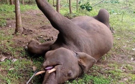 ପୁଣି ଦନ୍ତା ହାତୀର ମୃତ୍ୟୁ