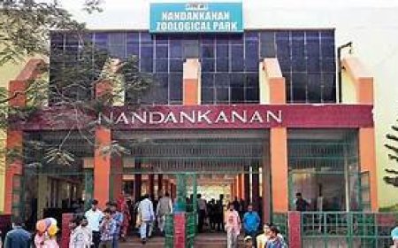 ନନ୍ଦନକାନନ ଆସିଲେ ୪ ଓଟପକ୍ଷୀ