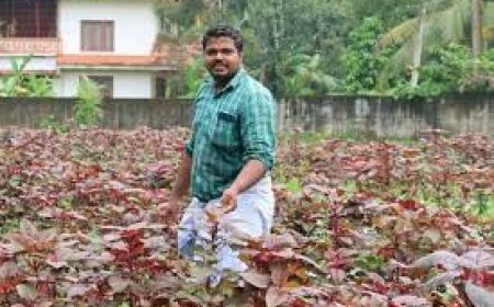 ଖଡ଼ାଶାଗ ବିକିବାକୁ ଅଡି କାର୍‌