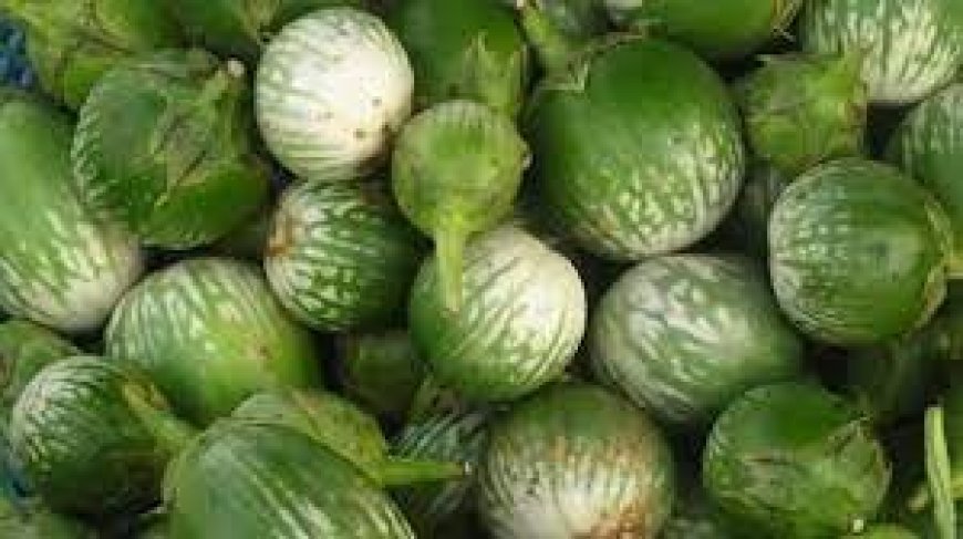 ଓଡ଼ିଶା ପାଇଁ ଗର୍ବ ଆଣିଲା କଣ୍ଟେଇମୁଣ୍ଡି ବାଇଗଣ