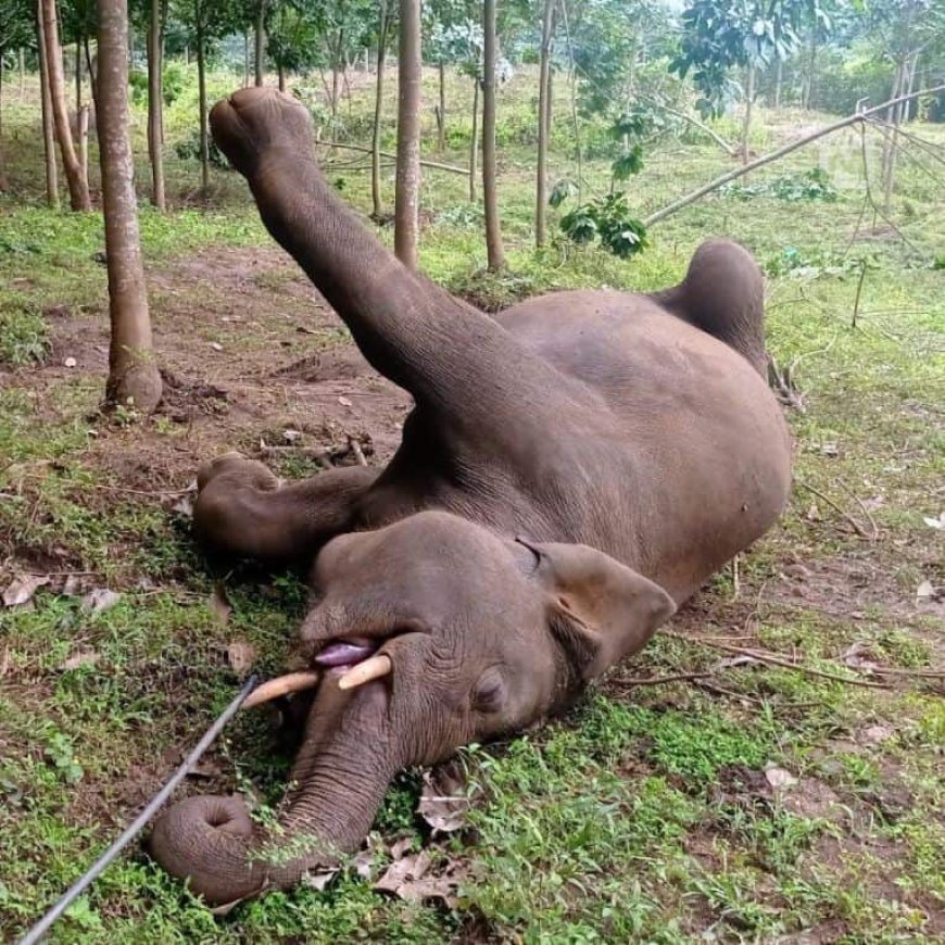 ପୁଣି ଦନ୍ତା ହାତୀର ମୃତ୍ୟୁ