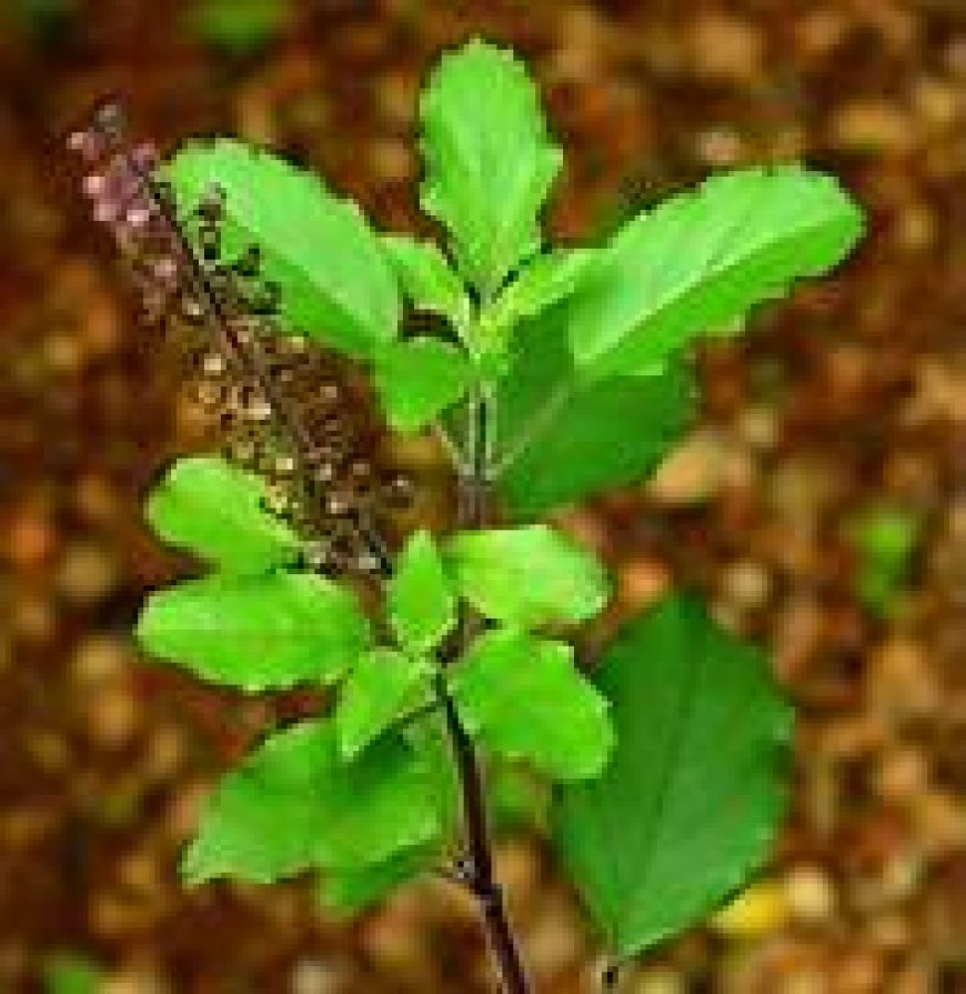 ତୁଳସୀ ପାଖରେ ରଖନ୍ତୁ ନାହିଁ ଏପରି ଜିନିଷ