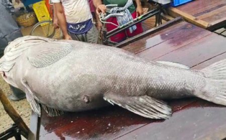 ୨୫ ହଜାର ମୂଲ୍ୟରେ ଗୋଟିଏ ମାଛ