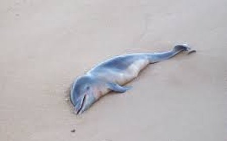 ଚିଲିକାରୁ ମୃତ ଡଲଫିନ ଛୁଆ ଉଦ୍ଧାର