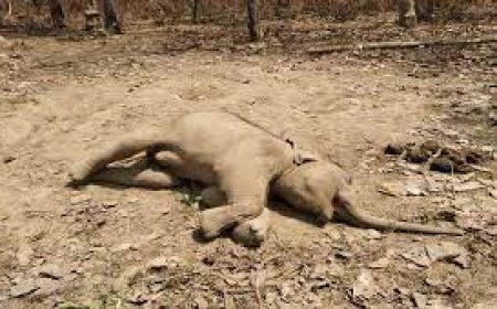 ଶିମିଳିପାଳରେ ପୁଣି ଗୋଟିଏ ହାତୀ ଶାବକର ମୃତ୍ୟୁ