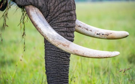 ପୁରୀରୁ ହାତୀଦାନ୍ତ ଜବତ, 3 ଗିରଫ