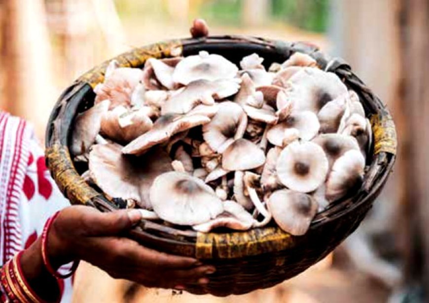 ଛତୁ ଚାଷ ରୁ ରୋଜଗାର , ଶିକ୍ଷିତ ଦମ୍ପତିଙ୍କୁ ଦେଖାଇଛି ସ୍ବାଭିମାନର ସହ ବଞ୍ଜିବାର ରାହା ।