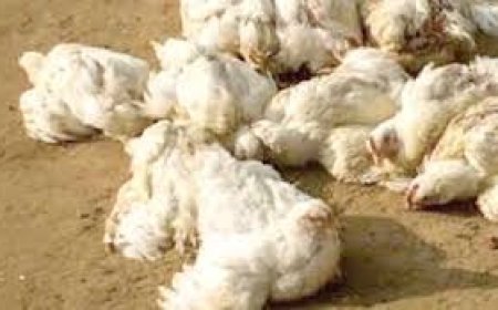 ଭୁବନେଶ୍ୱର ଉପକଣ୍ଠରେ ବାର୍ଡ ଫ୍ଲୁ: ବିଏମ୍‌ସିର କଟକଣା