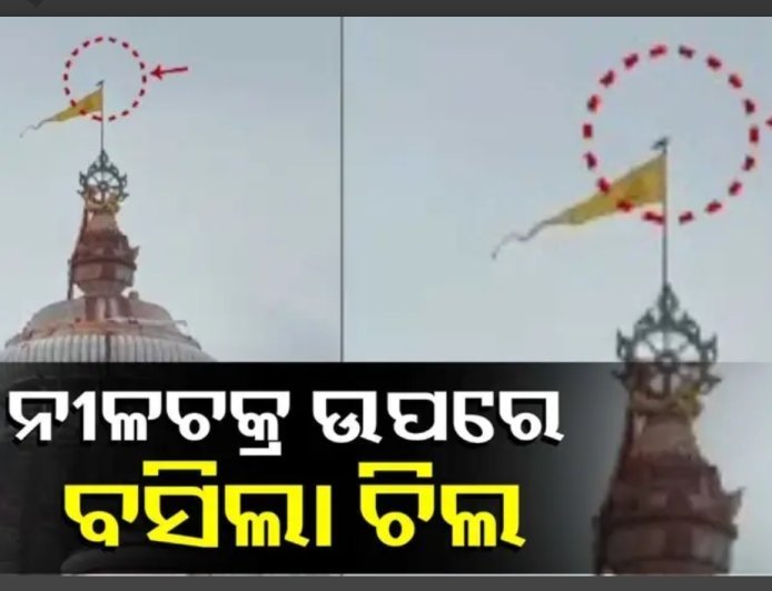 ଶ୍ରୀମନ୍ଦିର ନୀଳଚକ୍ର ଉପରେ ବସିଲା ଚିଲ